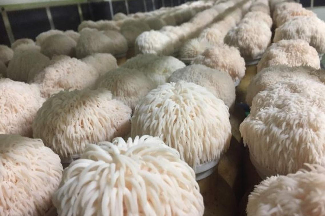 Lions Mane mushrooms growing in an organised farm