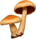 AGARICUS BLAZEI Ingredient