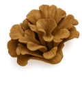 MAITAKE Ingredient