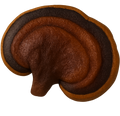 REISHI Ingredient